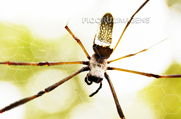Aranha