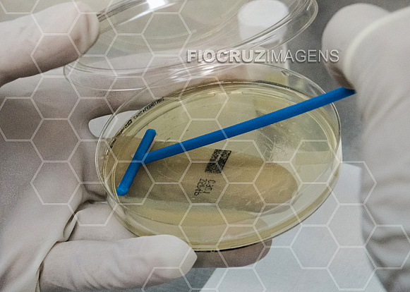 Semeadura bacteriana em placas de Petri