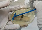 Semeadura bacteriana em placas de Petri