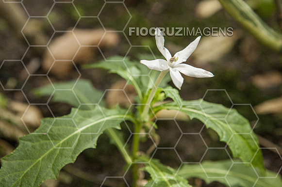 Plantas tóxicas.