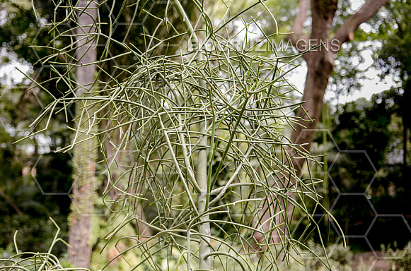 Plantas tóxicas.