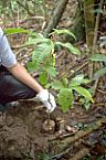 Recuperação ambiental 