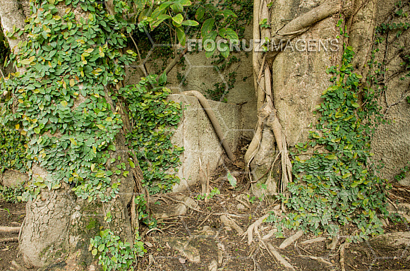 Plantas tóxicas.
