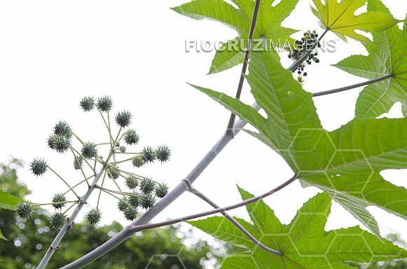 Plantas tóxicas.