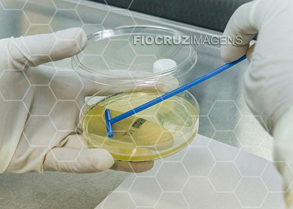 Semeadura bacteriana em placas de Petri