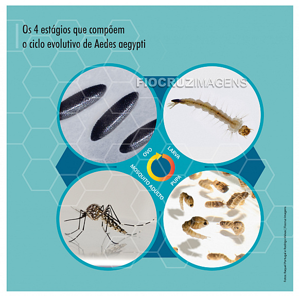 Ciclo evolutivo de Aedes aegypti