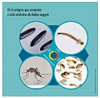 Ciclo evolutivo de Aedes aegypti