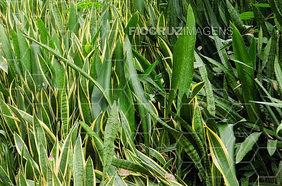 Plantas tóxicas.