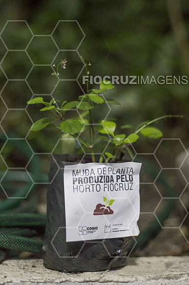 Muda de planta