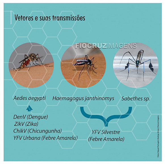 Vetores e suas transmissões