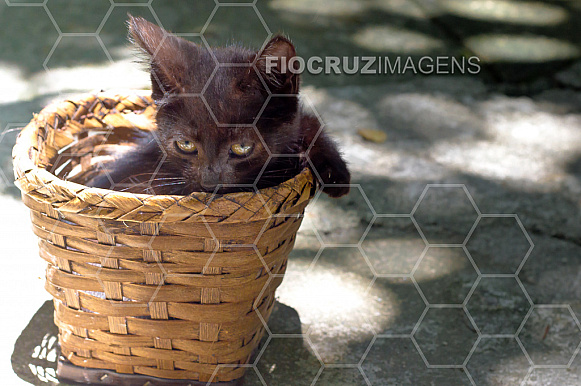 Gato