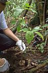 Recuperação ambiental 