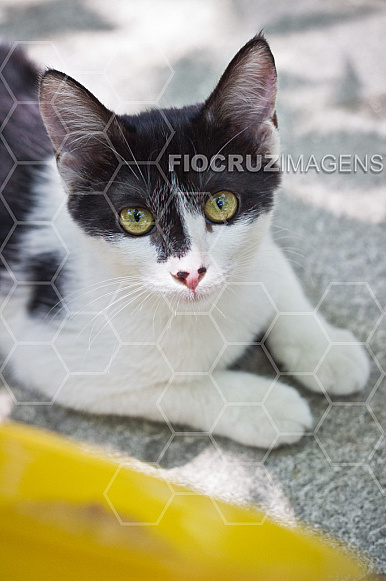 Gato