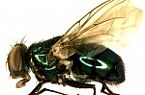 Mosca