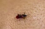 Aedes aegypti