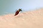 Mosquito Aedes aegypti