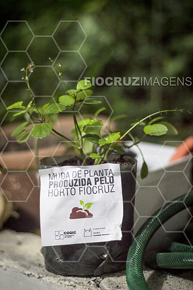 Muda de planta