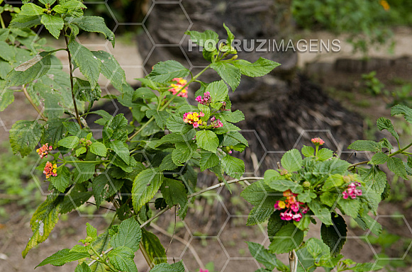 Plantas tóxicas.