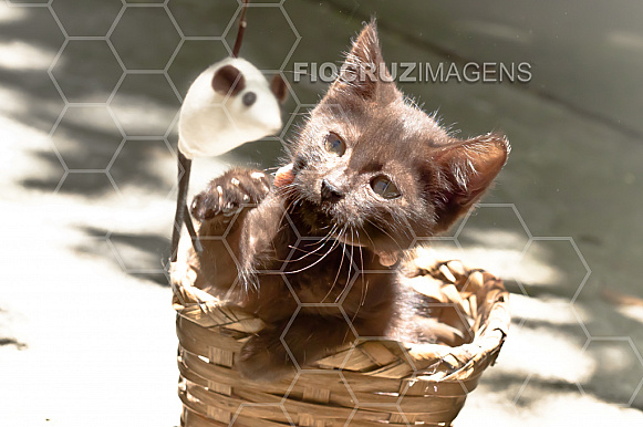 Gato