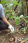 Recuperação ambiental 