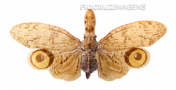 Cigarra