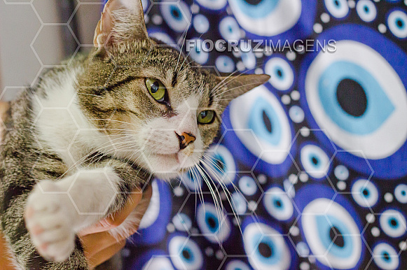 Gato