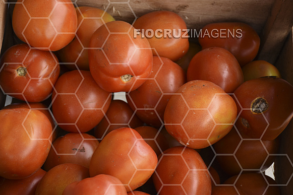 Tomate