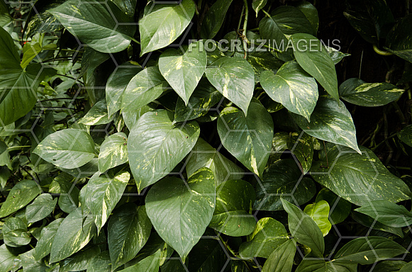 Plantas tóxicas.