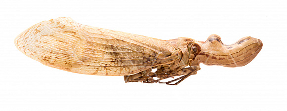 Cigarra