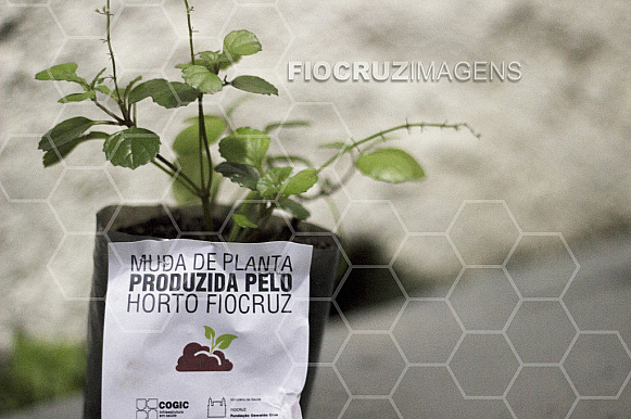 Muda de planta