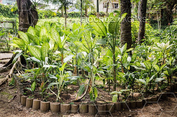 Plantas tóxicas.