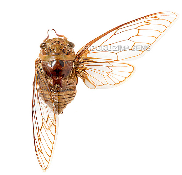 Cigarra