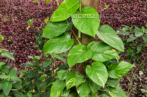 Plantas tóxicas.