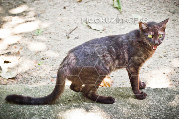 Gato