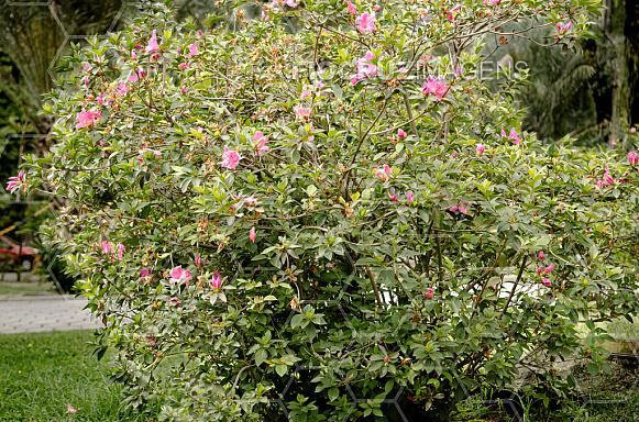 Plantas tóxicas.