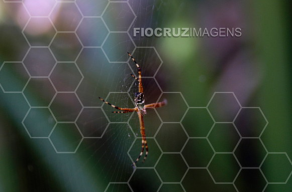 Aranha