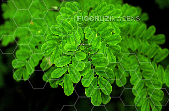 Natureza