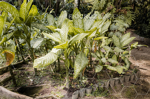 Plantas tóxicas.