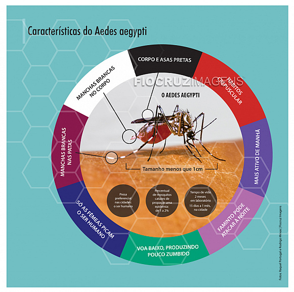 Características do Aedes aegypti