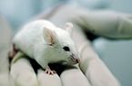 Pesquisa em laboratório