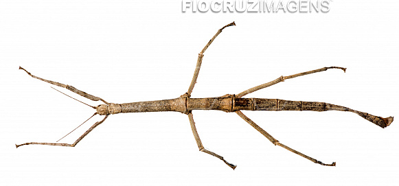 Bicho-Pau