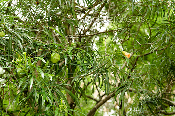 Plantas tóxicas.