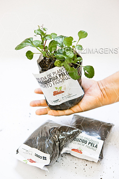 Compostos orgânicos e muda de planta