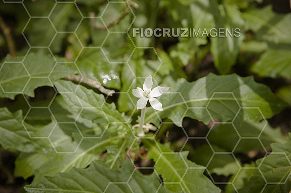 Plantas tóxicas.