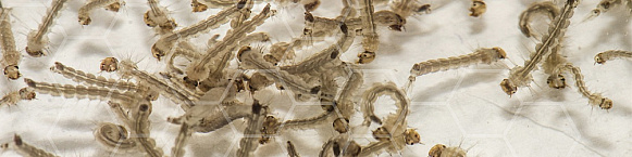 Aedes aegypti