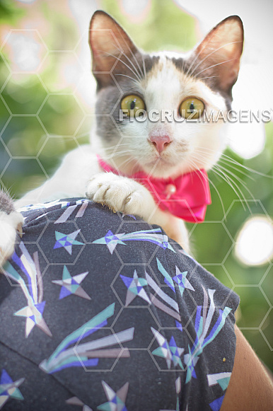 Gato