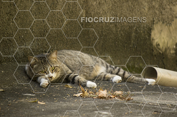 Gato.