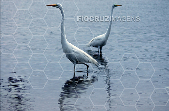 Aves