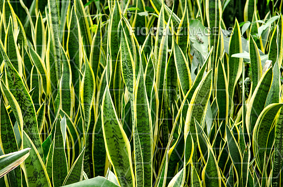 Plantas tóxicas.