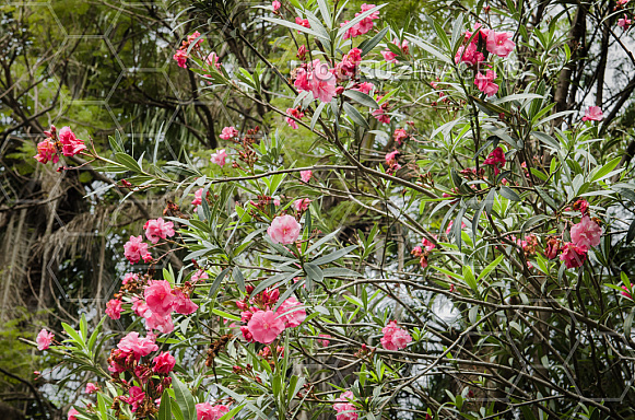 Plantas tóxicas.
